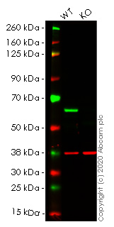 Western blot - Anti-HDAC2 antibody [EPR20117] - BSA and Azide free (AB251561), expandable thumbnail