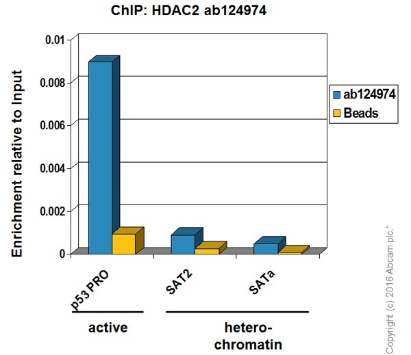 ChIP - Anti-HDAC2 antibody [EPR5001] - BSA and Azide free (AB248081), expandable thumbnail