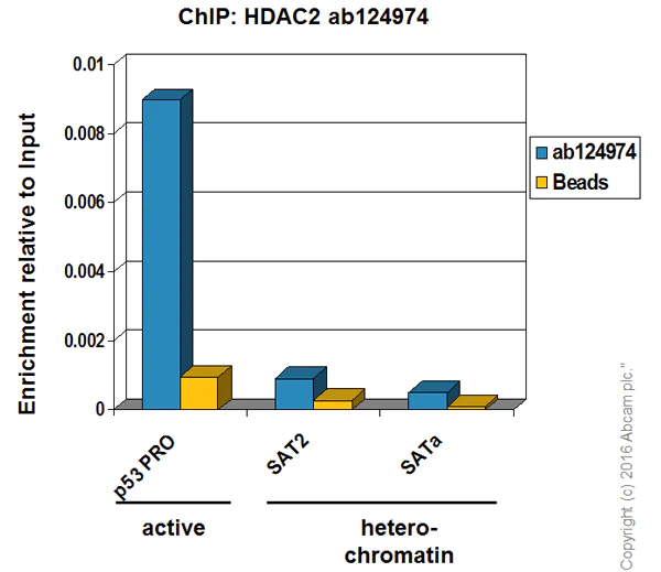 ChIP - Anti-HDAC2 antibody [EPR5001] - ChIP Grade (AB124974)