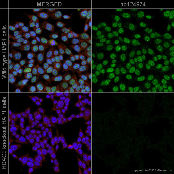 Immunocytochemistry/ Immunofluorescence - Anti-HDAC2 antibody [EPR5001] - ChIP Grade (AB124974)