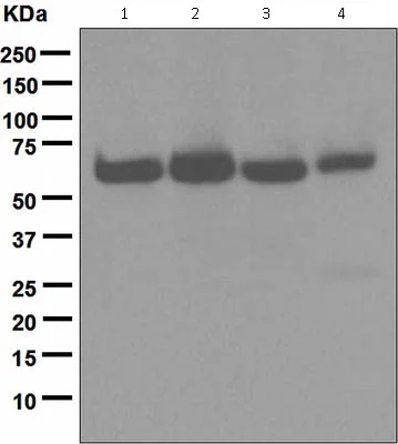 Western blot - Anti-HDAC2 antibody [EPR5001] - ChIP Grade (AB124974)