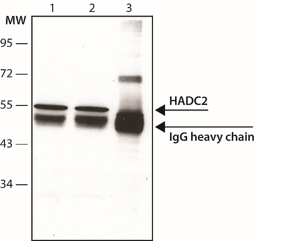 Immunoprecipitation - Anti-HDAC2 antibody [HDAC2-62] (AB12169)
