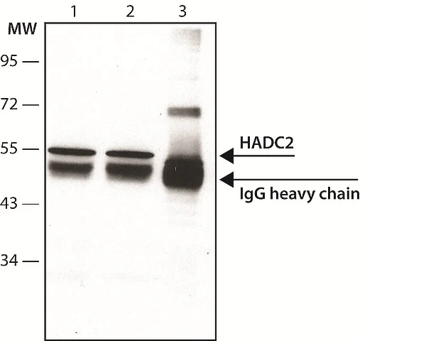 Immunoprecipitation - Anti-HDAC2 antibody [HDAC2-62] (AB12169)