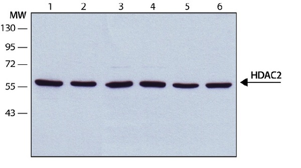 Western blot - Anti-HDAC2 antibody [HDAC2-62] (AB12169)