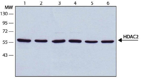 Western blot - Anti-HDAC2 antibody [HDAC2-62] (AB12169)