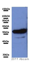 Western blot - Anti-HDAC2 antibody [HDAC2-62] (AB12169)