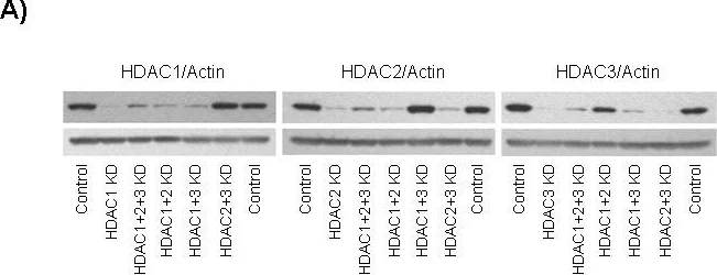 Western blot - Anti-HDAC2 antibody [HDAC2-62] (AB12169)