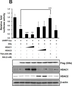 Western blot - Anti-HDAC2 antibody [HDAC2-62] (AB12169)