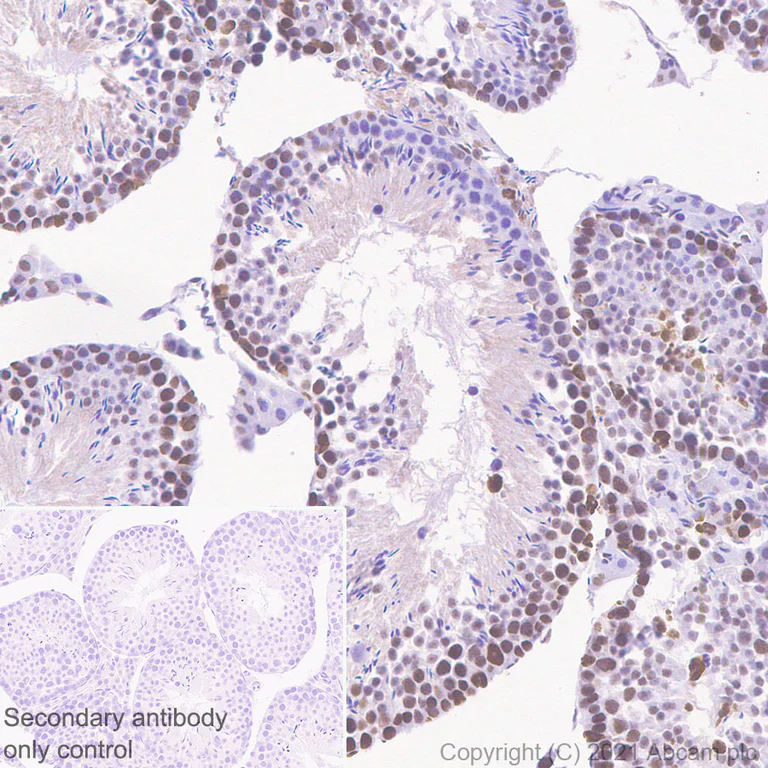 Immunohistochemistry (Formalin/PFA-fixed paraffin-embedded sections) - Anti-HDAC2 antibody [Y461] (AB32117)