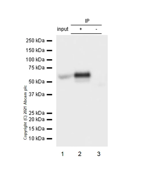Anti-HDAC2 antibody [Y461] (ab32117) | Abcam
