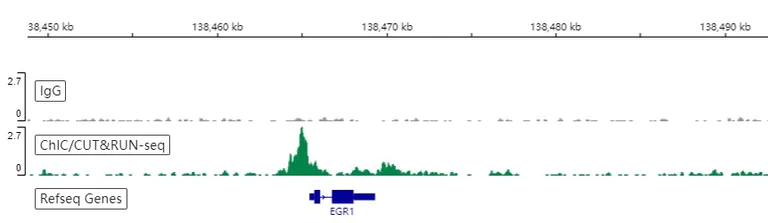 ChIC/CUT&RUN sequencing - Anti-HDAC2 antibody [Y461] - BSA and Azide free (AB213700)