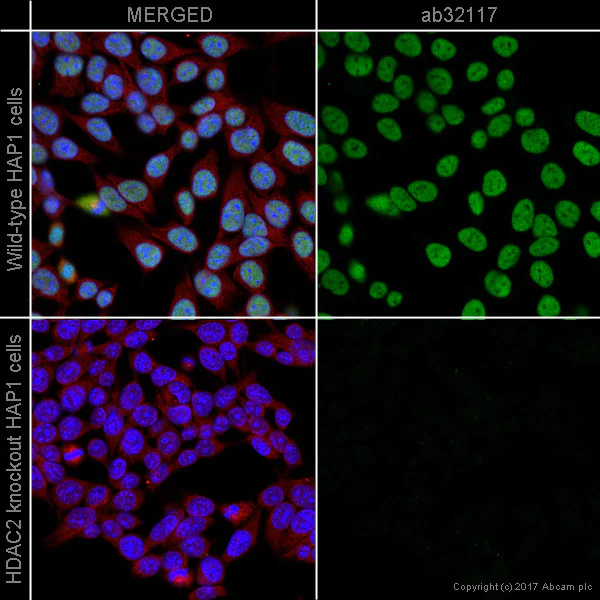Immunocytochemistry/ Immunofluorescence - Anti-HDAC2 antibody [Y461] - BSA and Azide free (AB213700)