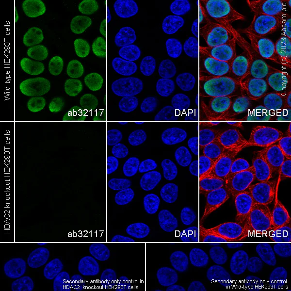 Immunocytochemistry/ Immunofluorescence - Anti-HDAC2 antibody [Y461] - BSA and Azide free (AB213700)