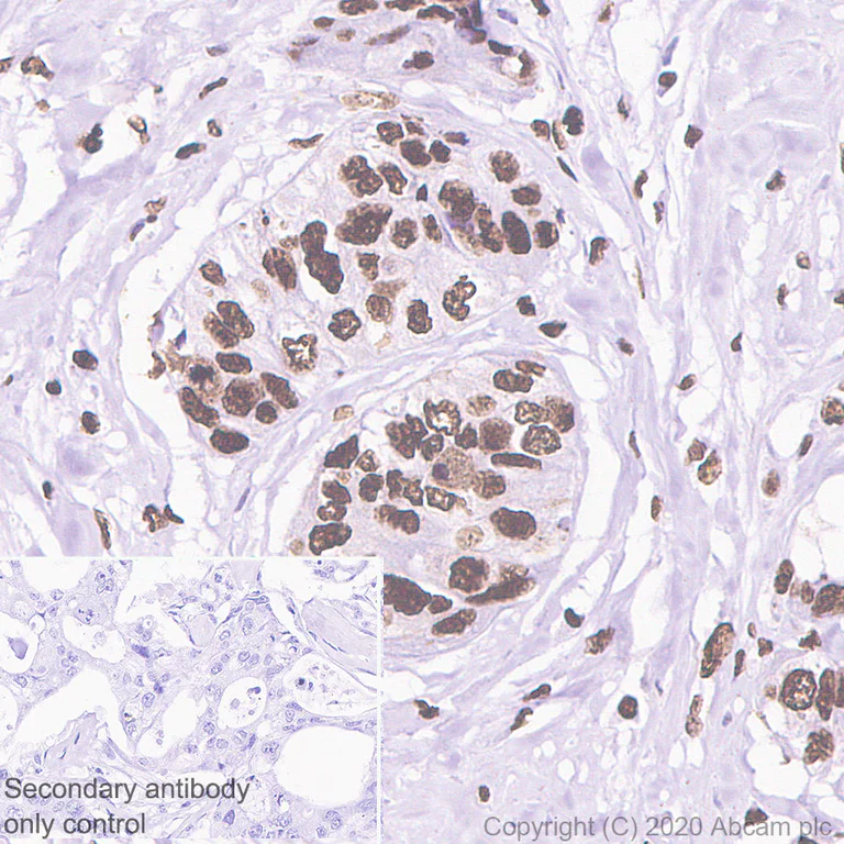 Immunohistochemistry (Formalin/PFA-fixed paraffin-embedded sections) - Anti-HDAC2 antibody [Y461] - BSA and Azide free (AB213700)
