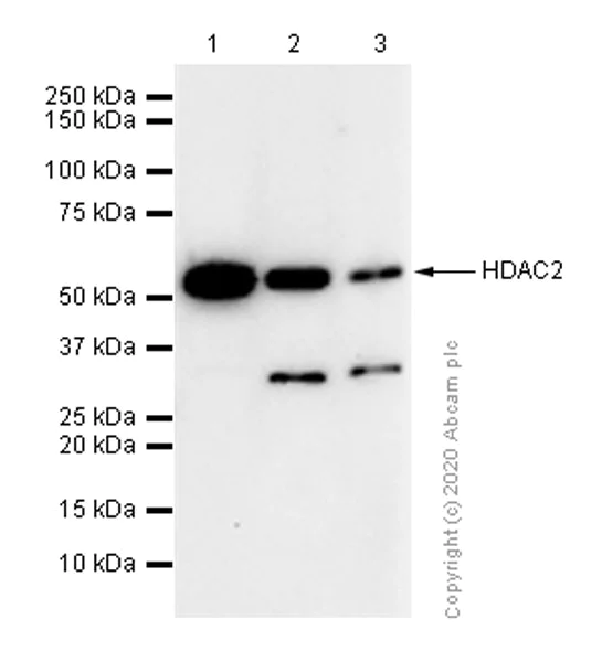Western blot - Anti-HDAC2 antibody [Y461] - BSA and Azide free (AB213700)