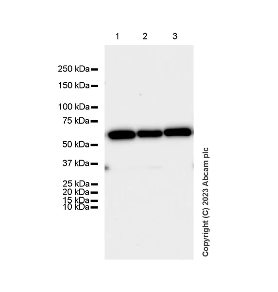 Western blot - Anti-HDAC2 antibody [Y461] - BSA and Azide free (AB213700)