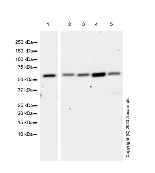 Western blot - Anti-HDAC2 antibody [Y461] - BSA and Azide free (AB213700)