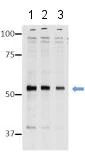 Western blot - Anti-HDAC3 antibody [3G6] - C-terminal (AB170199)