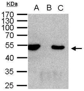 Immunoprecipitation - Anti-HDAC3 antibody (AB137704)