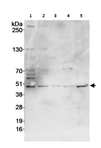 Western blot - Anti-HDAC3 antibody (AB264126)