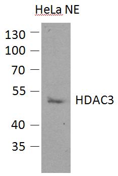 Western blot - Anti-HDAC3 antibody (AB96005)