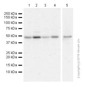 Western blot - Anti-HDAC3 antibody [EP462Y] (AB76295)