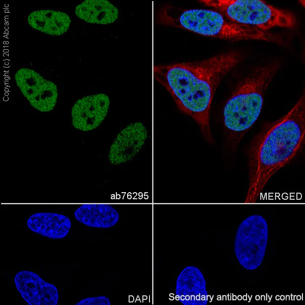 Immunocytochemistry/ Immunofluorescence - Anti-HDAC3 antibody [EP462Y] - BSA and Azide free (AB247459)