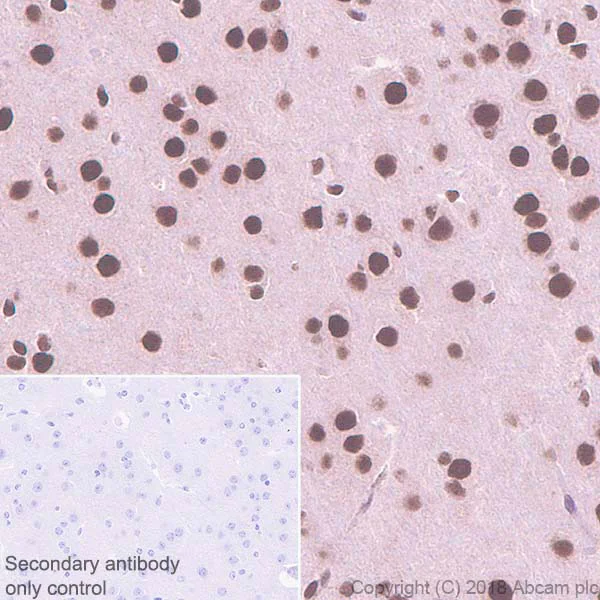 Immunohistochemistry (Formalin/PFA-fixed paraffin-embedded sections) - Anti-HDAC3 antibody [EP462Y] - BSA and Azide free (AB247459)