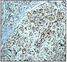 Immunohistochemistry (Formalin/PFA-fixed paraffin-embedded sections) - Anti-HDAC3 antibody [EP462Y] - BSA and Azide free (AB247459)