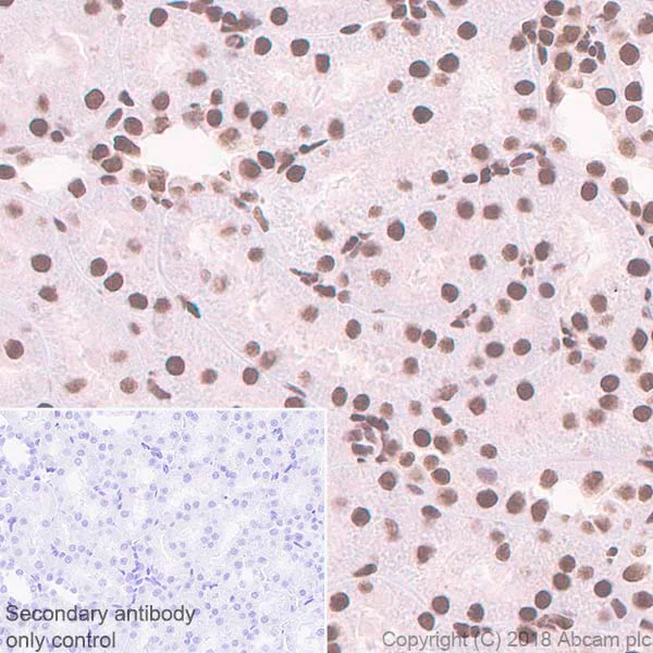 Immunohistochemistry (Formalin/PFA-fixed paraffin-embedded sections) - Anti-HDAC3 antibody [EP462Y] - BSA and Azide free (AB247459)