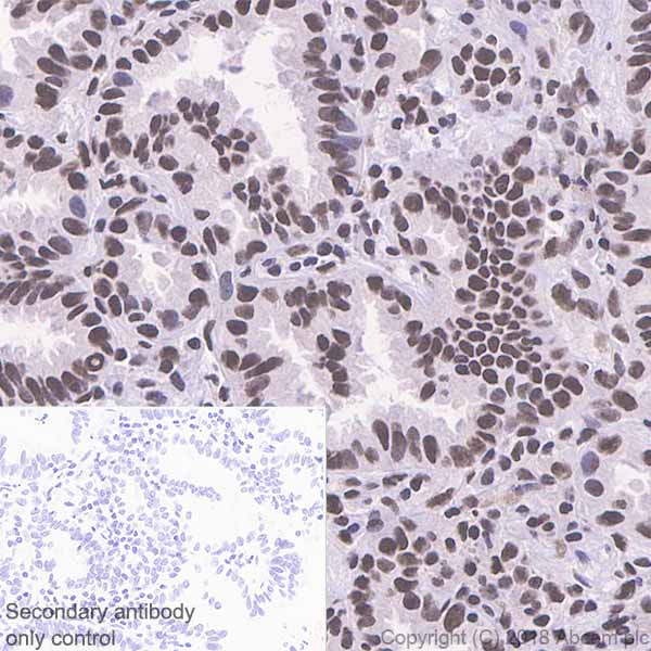 Immunohistochemistry (Formalin/PFA-fixed paraffin-embedded sections) - Anti-HDAC3 antibody [EP462Y] - BSA and Azide free (AB247459)