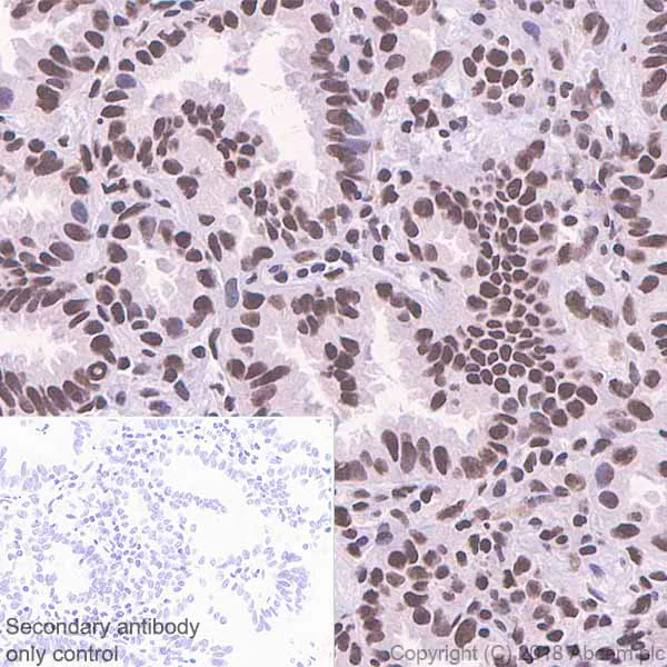 Immunohistochemistry (Formalin/PFA-fixed paraffin-embedded sections) - Anti-HDAC3 antibody [EP462Y] - BSA and Azide free (AB247459)