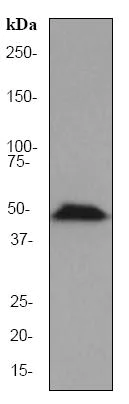 Western blot - Anti-HDAC3 antibody [EP462Y] - BSA and Azide free (AB247459)