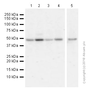 Western blot - Anti-HDAC3 antibody [EP462Y] - BSA and Azide free (AB247459)