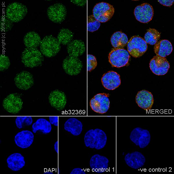 Immunocytochemistry/ Immunofluorescence - Anti-HDAC3 antibody [Y415] (AB32369), expandable thumbnail