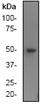 Western blot - Anti-HDAC3 antibody [Y415] (ab32369), expandable thumbnail