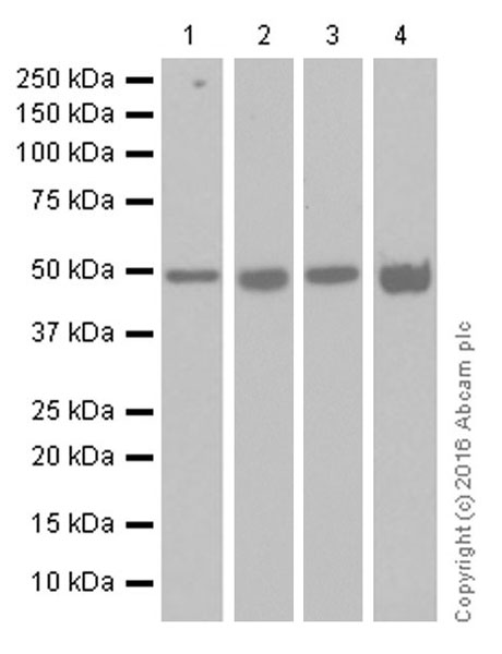Western blot - Anti-HDAC3 antibody [Y415] (AB32369), expandable thumbnail
