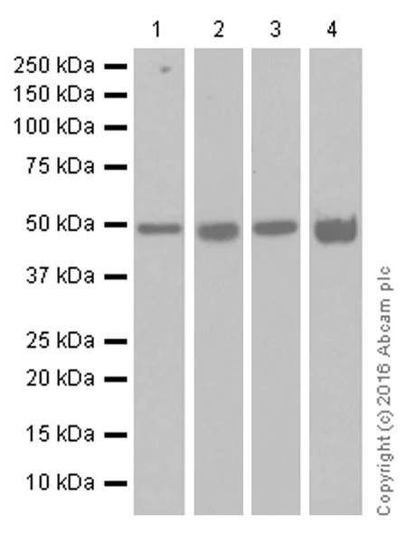 Western blot - Anti-HDAC3 antibody [Y415] (AB32369)