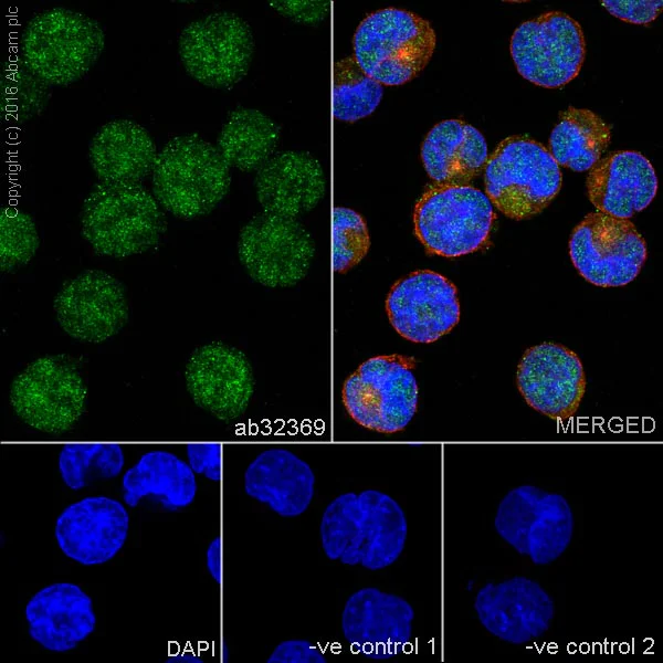 Immunocytochemistry/ Immunofluorescence - Anti-HDAC3 antibody [Y415] - BSA and Azide free (AB219376)