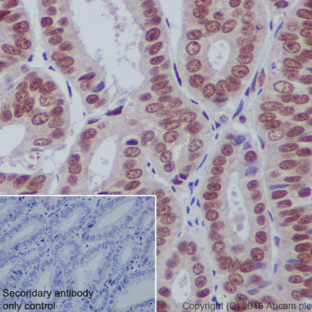 Immunohistochemistry (Formalin/PFA-fixed paraffin-embedded sections) - Anti-HDAC3 antibody [Y415] - BSA and Azide free (AB219376)
