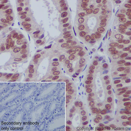 Immunohistochemistry (Formalin/PFA-fixed paraffin-embedded sections) - Anti-HDAC3 antibody [Y415] - BSA and Azide free (AB219376)