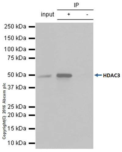 Immunoprecipitation - Anti-HDAC3 antibody [Y415] - BSA and Azide free (AB219376)
