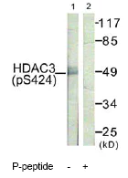 Western blot - Anti-HDAC3 (phospho S424) antibody (AB61056)