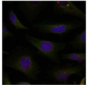 Immunocytochemistry/ Immunofluorescence - Anti-HDAC4 + 5 + 9 antibody (AB131524)