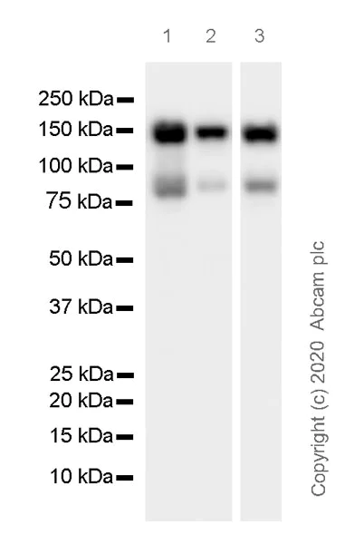 Western blot - Anti-HDAC4 + 5 + 9 antibody [EPR19010-77] - BSA and Azide free (AB271355)