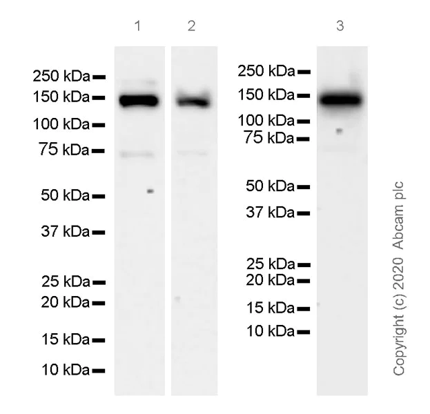 Western blot - Anti-HDAC4 + 5 + 9 antibody [EPR19010-77] - BSA and Azide free (AB271355)