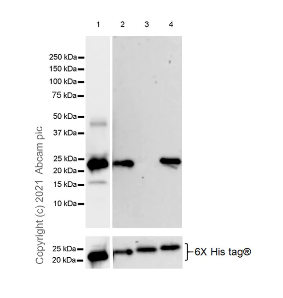 Western blot - Anti-HDAC4 + 5 + 9 antibody [EPR19010-77] - BSA and Azide free (AB271355)