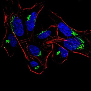 Immunocytochemistry/ Immunofluorescence - Anti-HDAC4 antibody [7E2E6] (AB234084)