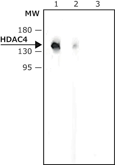 Western blot - Anti-HDAC4 antibody (AB12172)