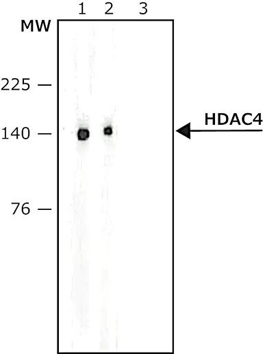 Western blot - Anti-HDAC4 antibody (AB12172), expandable thumbnail